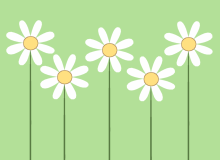 Daisy Flower Border Background